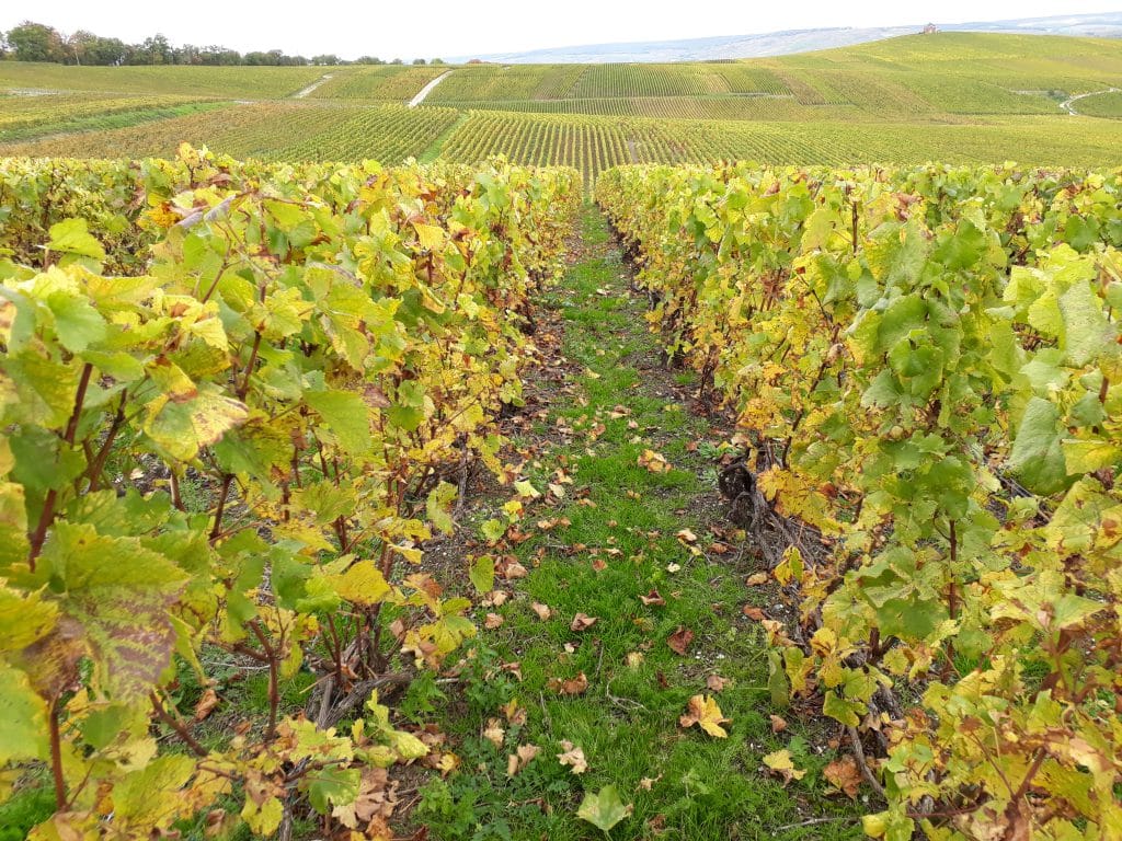 « Le déploiement de la bioprotection en vigne s’appuie sur l’expérimentation terrain »,