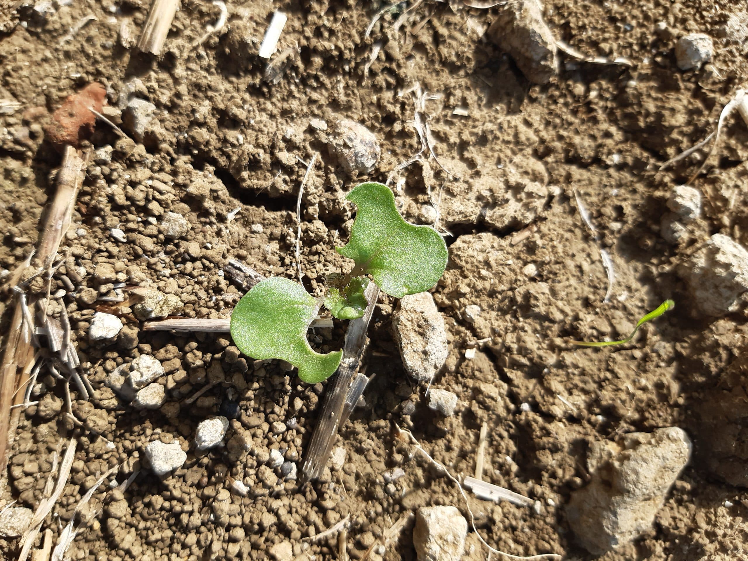En colza, le seuil d’intervention avec un granulé anti-limaces est de 5 limaces/m² avant semis et de 1 limace/m² à partir du semis.