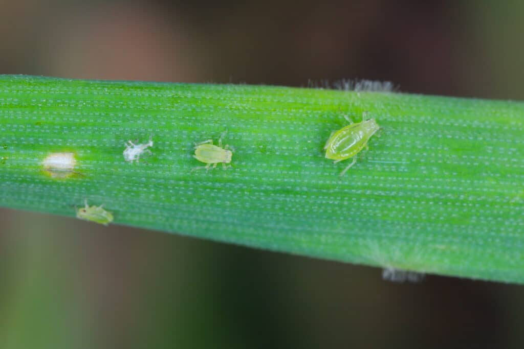 Peach aphid and powdery mildew on barley foliage.