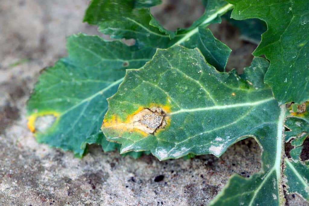 Leaf disease symptoms caused by Leptosphaeria maculans (anamorph Phoma lingam) on Brassica napus. is a fungal pathogen of the phylum Ascomycota that is the causal agent of blackleg disease on Brassica
