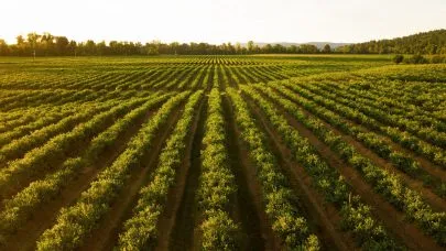 Les biotechnologies, un levier pour accélérer la transition agroécologique