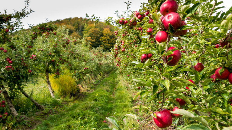 Résidus de pesticides dans les aliments : où se situent-ils par rapport au crédit toxicologique ?