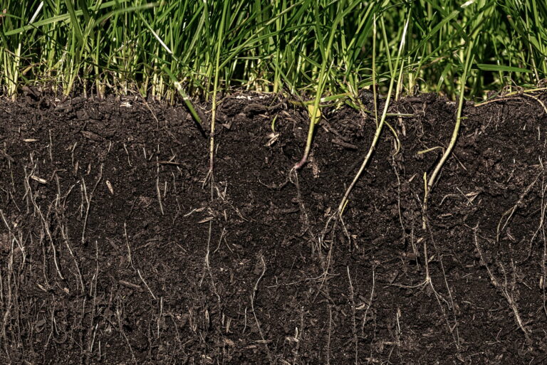 Caractériser le microbiote du sol pour renforcer la bioprotection