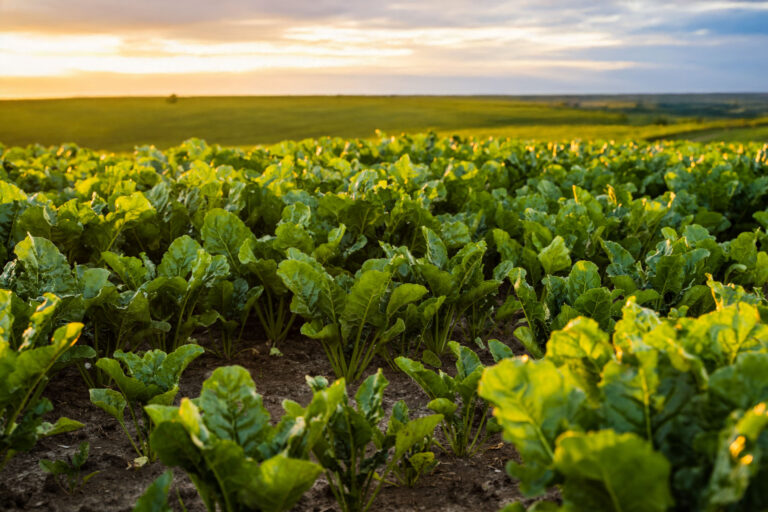 Des plantes résistantes aux bioagresseurs obtenues plus rapidement grâce à l’édition du génome
