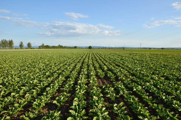 Pesticides et maladies professionnelles : que montrent les études ?