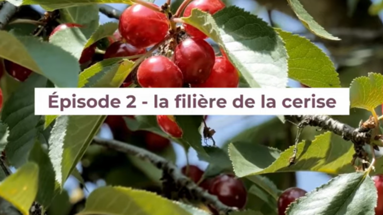 La filière cerise