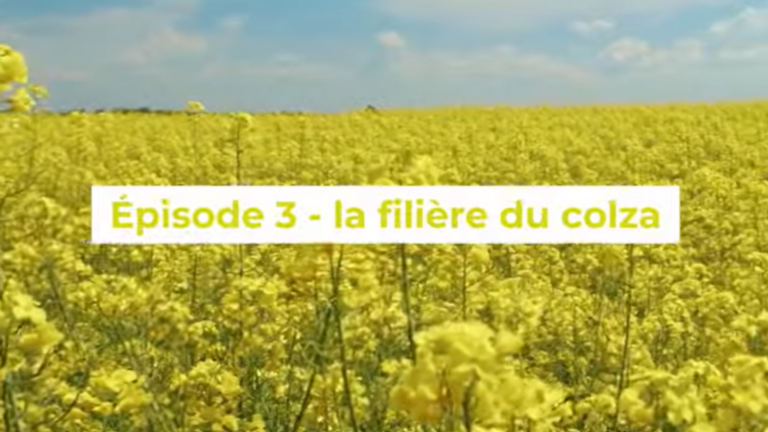 La filière colza