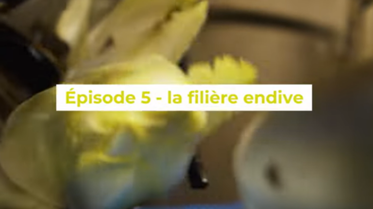 La filière endive