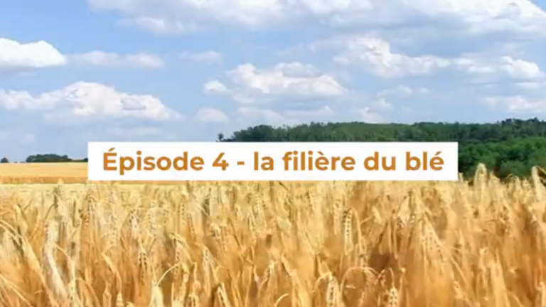 La filière blé