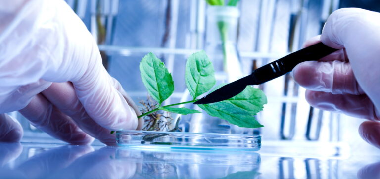Comment les biotechnologies contribuent à la protection des cultures ?