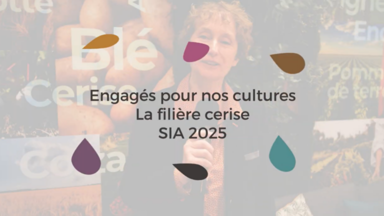 La filière Cerise