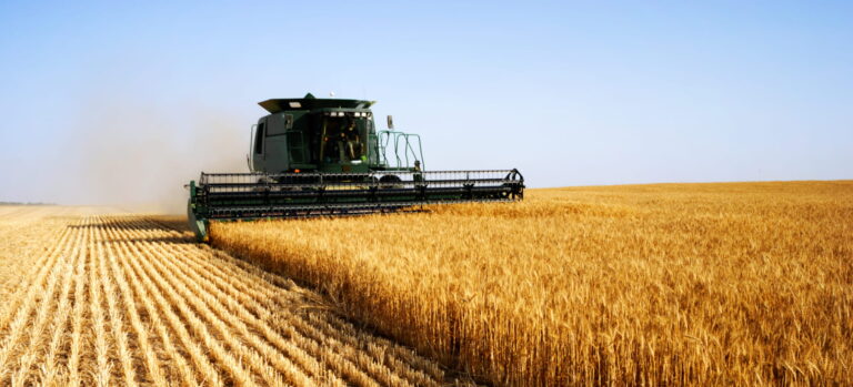 Ergot du seigle dans le blé : préserver un désherbage efficace pour limiter les contaminations