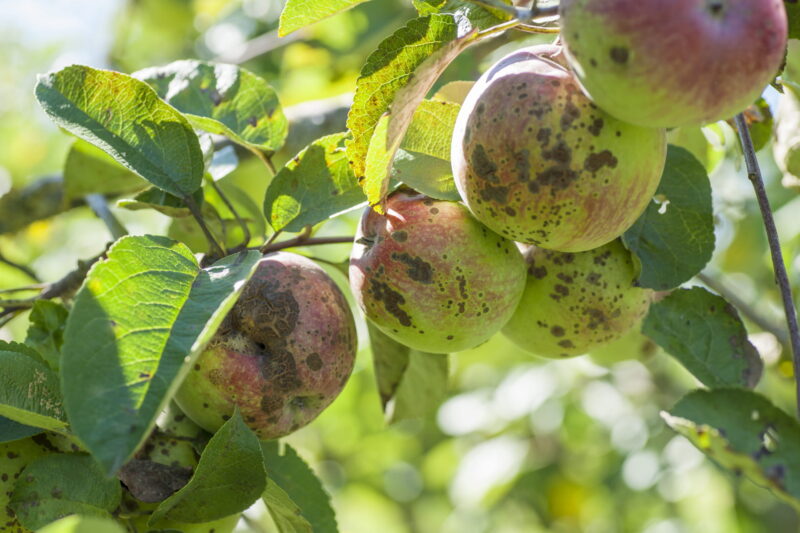 tavelure-du-pommier-bioagresseur