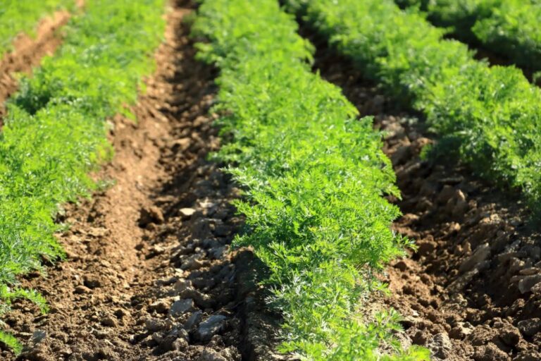 Recherche d’alternatives en fruits et légumes : où en est le projet PAUPFL ?