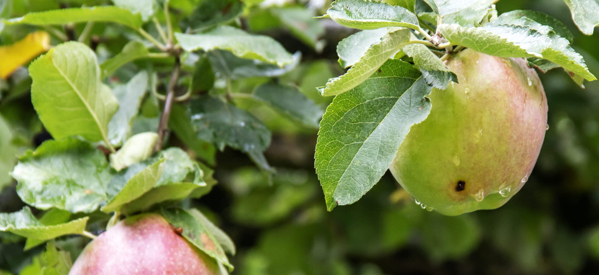 Le carpocapse des pommes