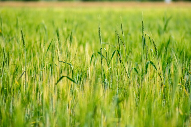 desherbage-agriculture-approche-combinatoire