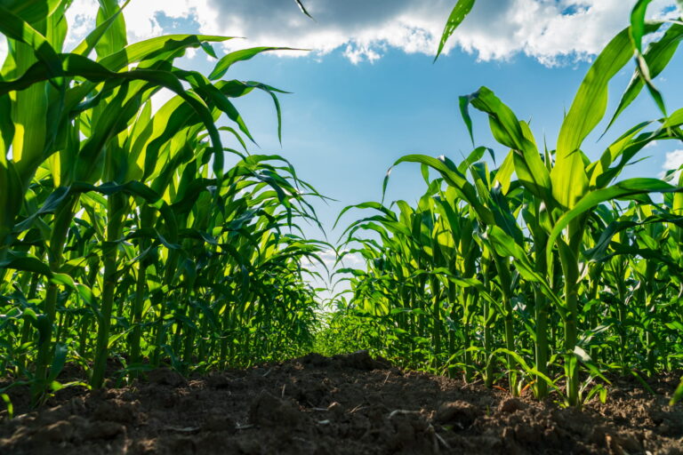 loi-urgence-production-agricole-souverainete-reglementation