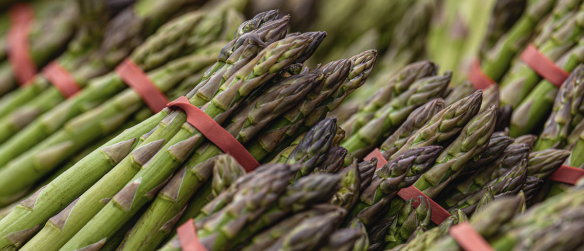 La filière asperge