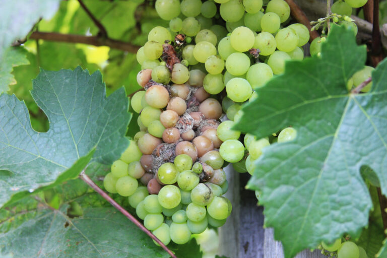 Le botrytis de la vigne
