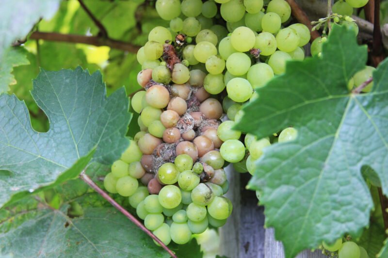 botrytis-de-la-vigne-bioagresseur