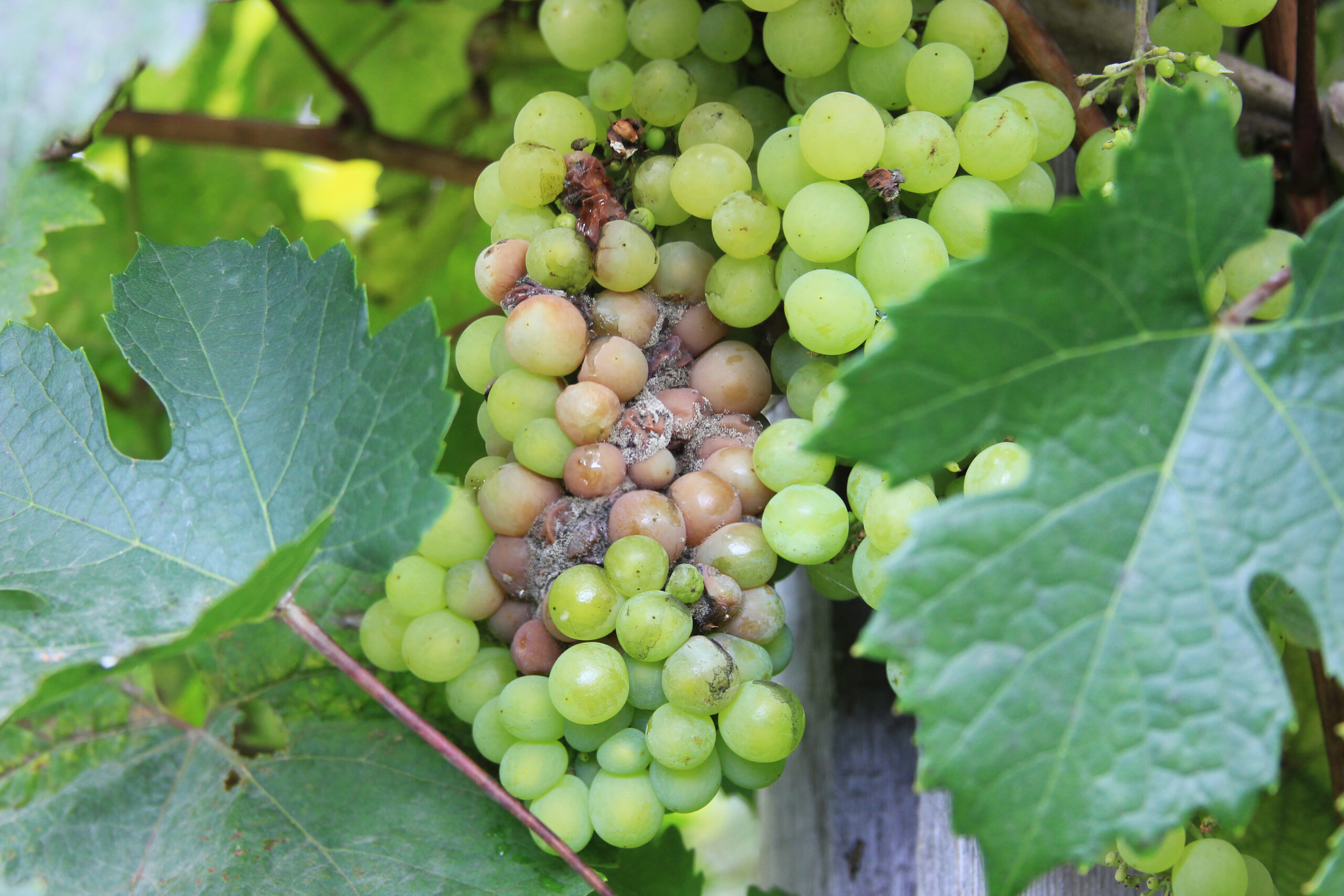 Le botrytis de la vigne