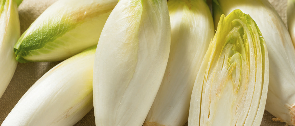 La filière endive