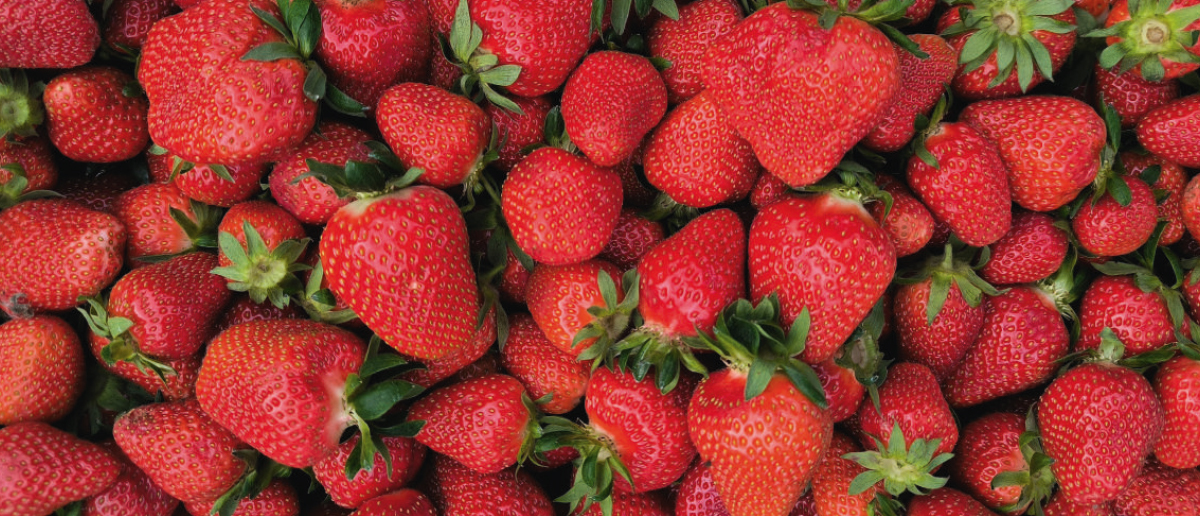 La filière fraise