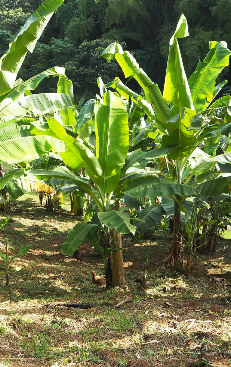 La cercosporiose noire de la banane