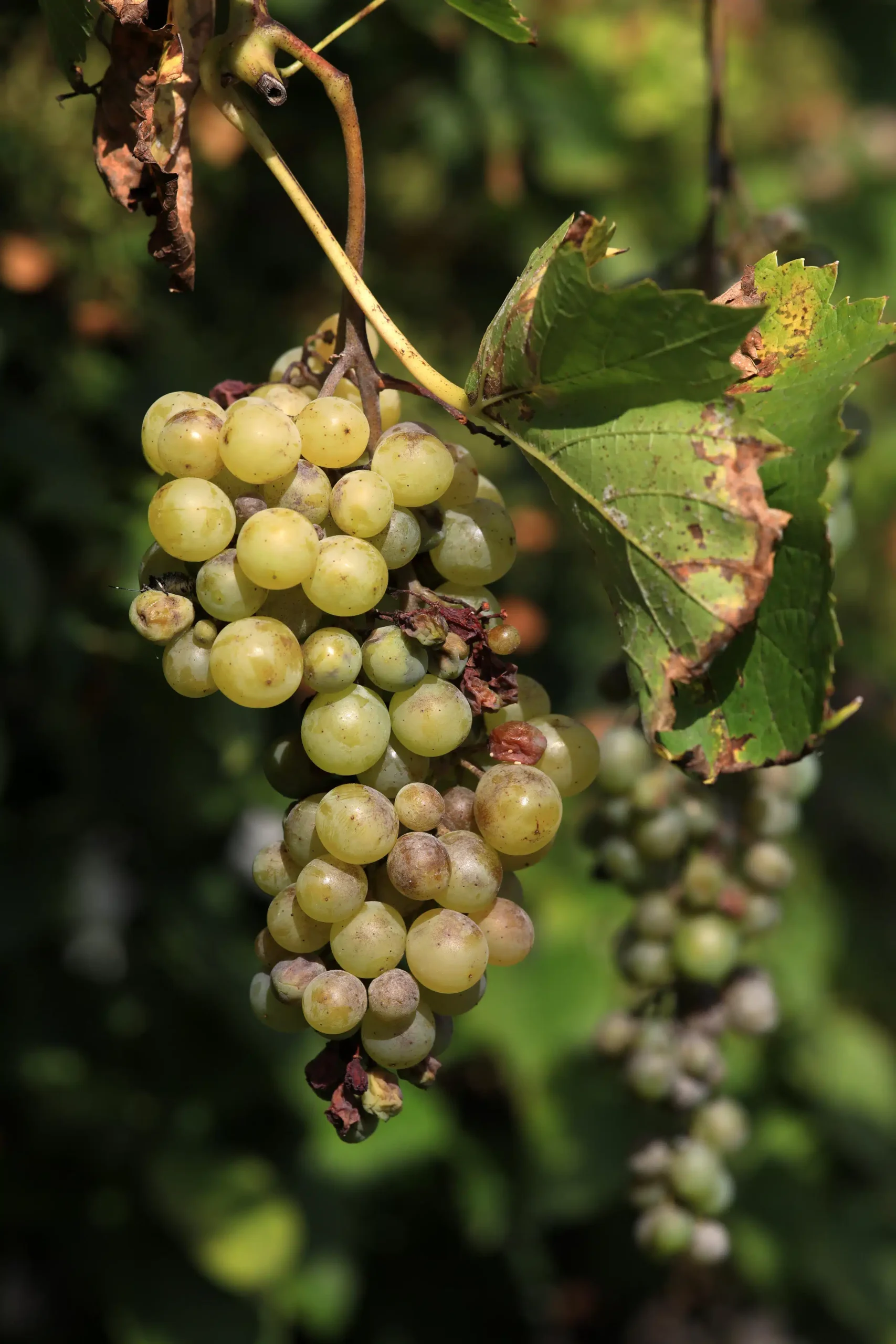 Le black rot de la vigne