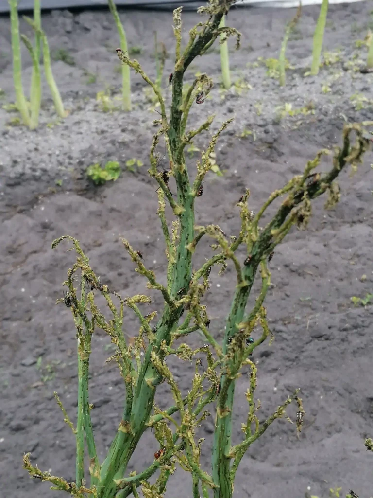 Le criocère de l’asperge