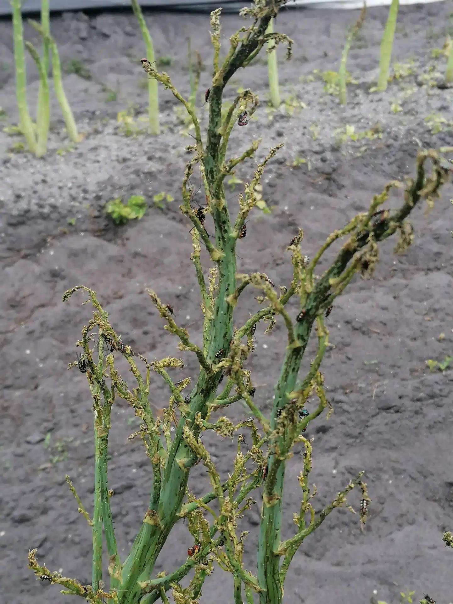 Le criocère de l’asperge