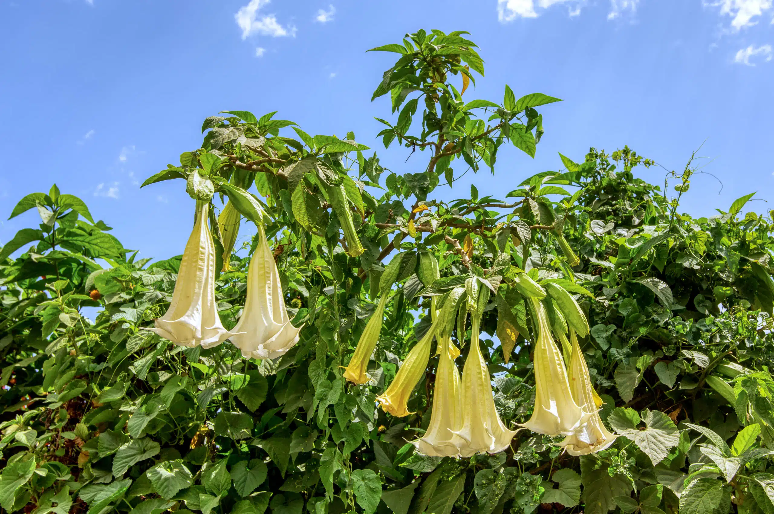 Le datura stramoine du blé