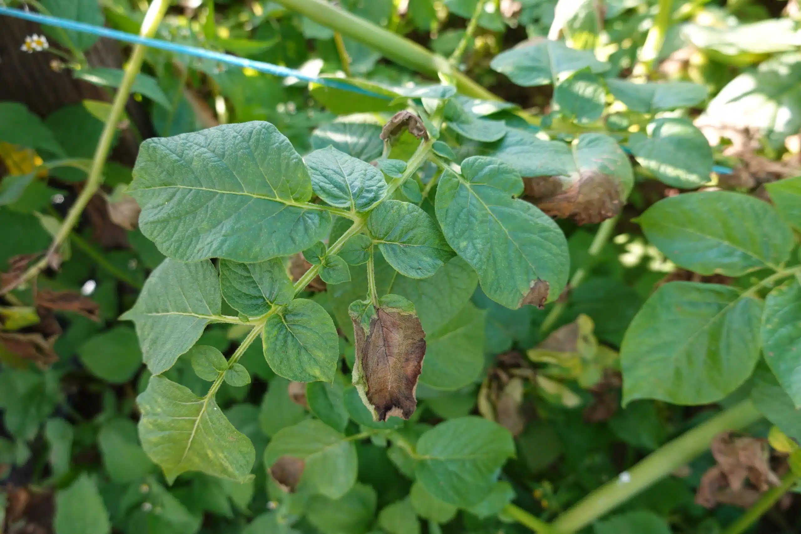 Le mildiou des pommes de terre