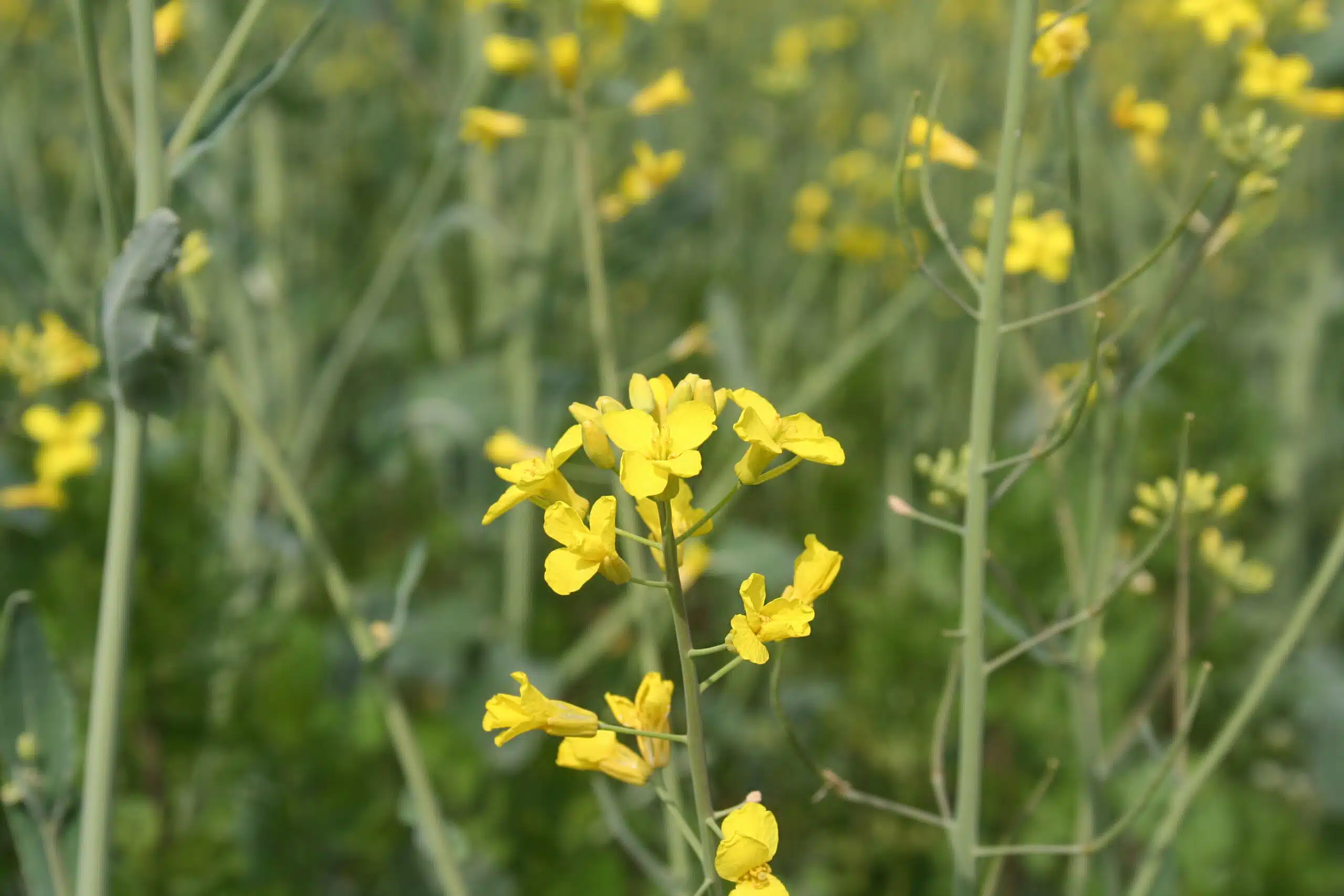 Le phoma du colza