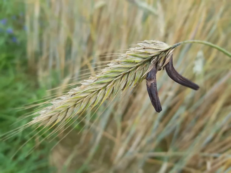 L'ergot de seigle