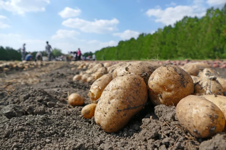 Les pucerons de la pomme de terre