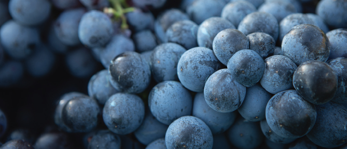 La filière vigne