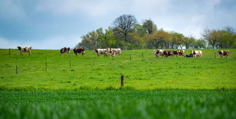 Désherbage du blé : quelles différences entre éleveurs et céréaliers ?