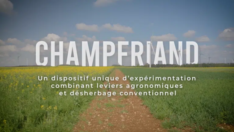 Avantage à la combinaison des leviers de désherbage face aux graminées résistantes
