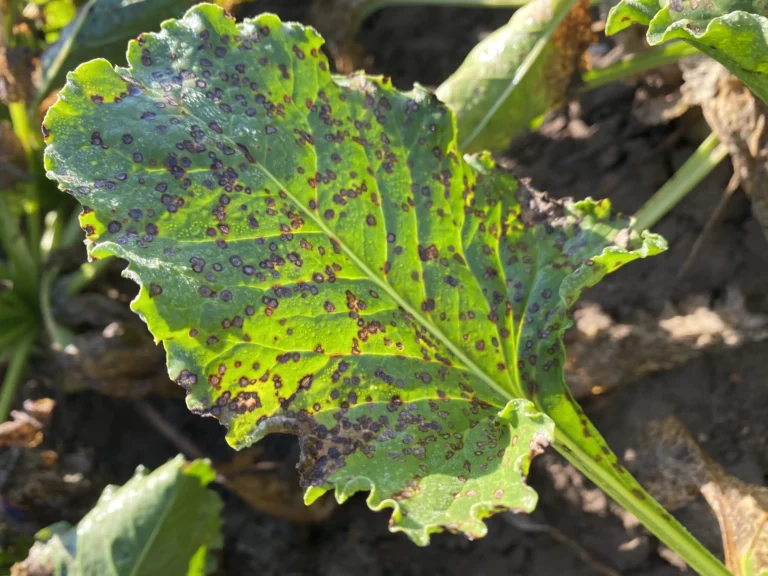 La cercosporiose de la betterave