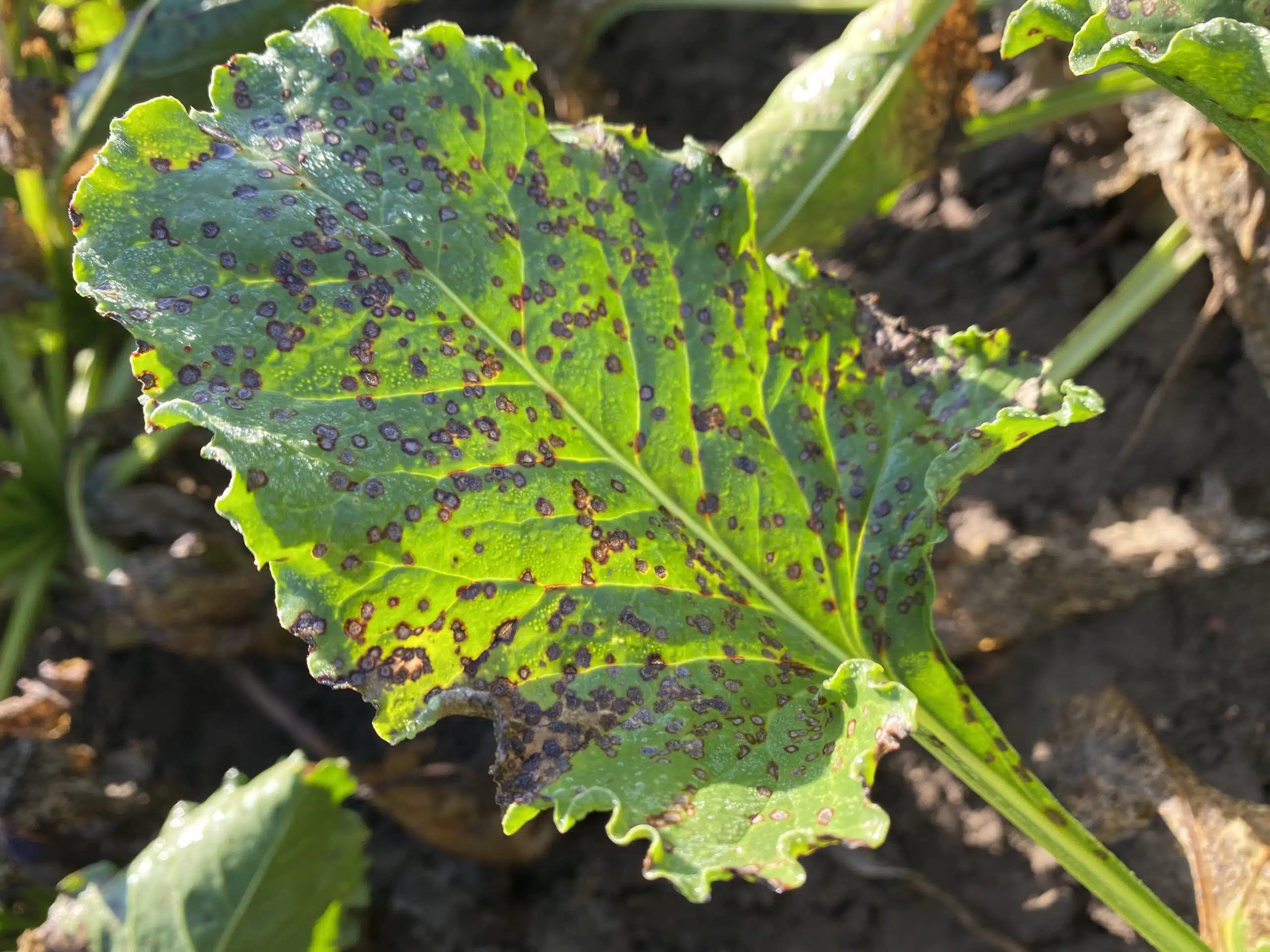 La cercosporiose de la betterave