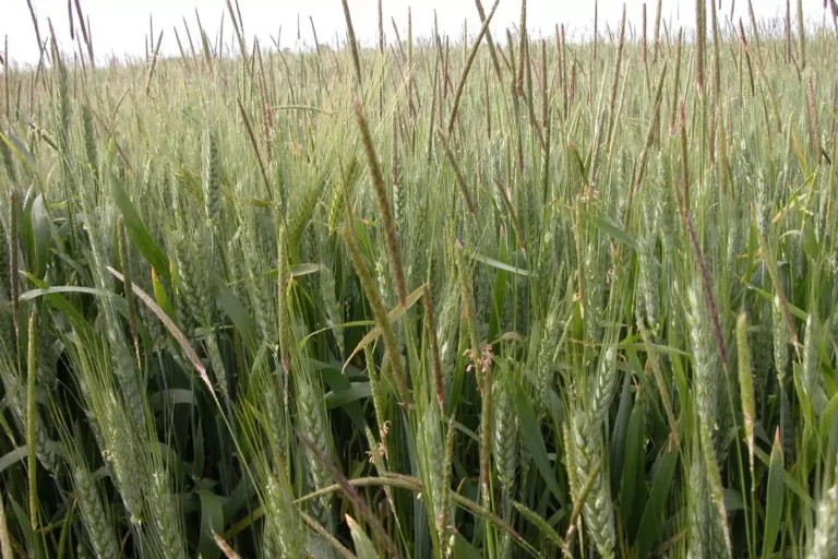 Le vulpin et ray-grass