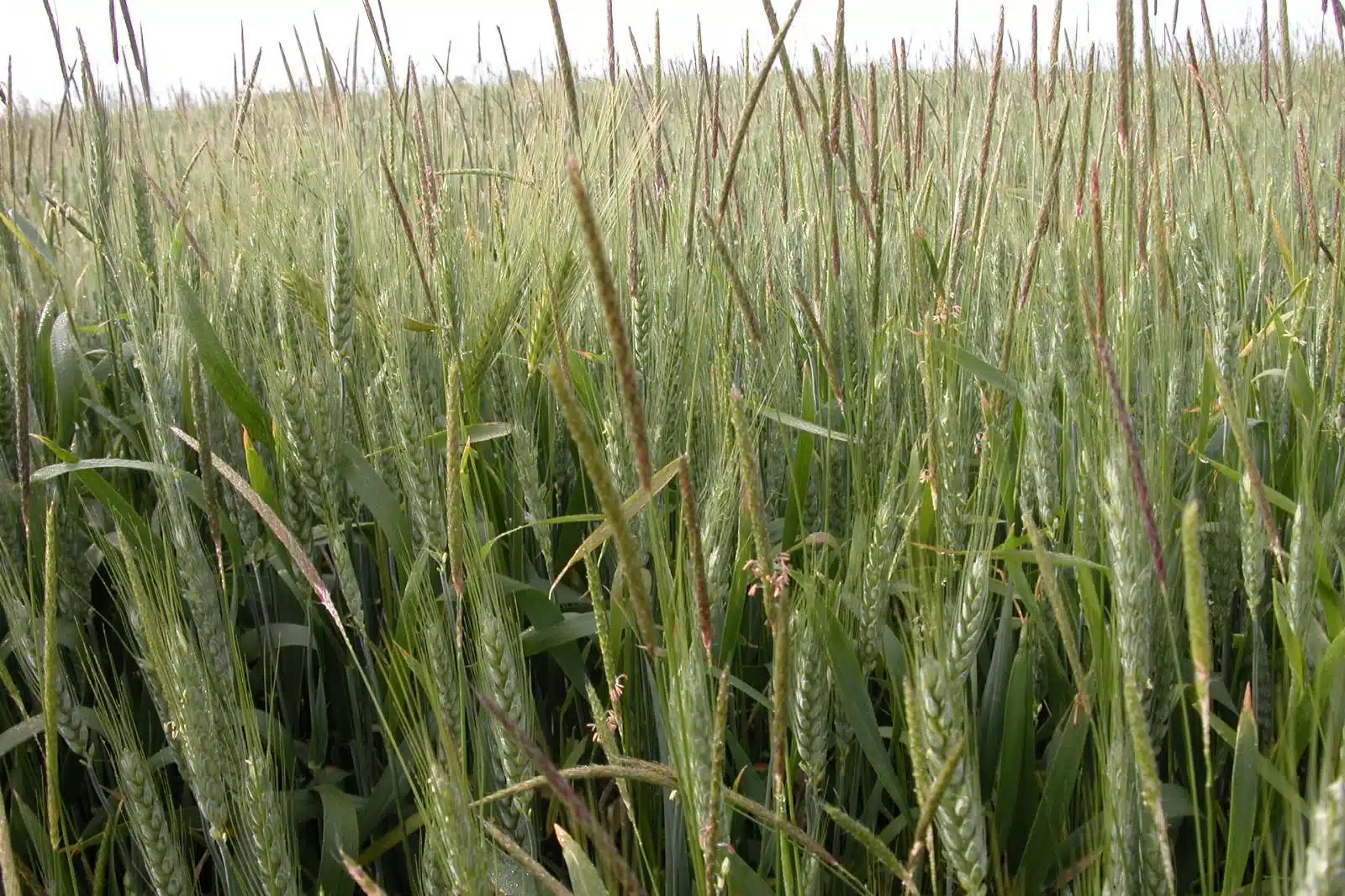 Le vulpin et ray-grass
