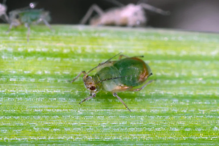 Les pucerons des céréales et la jaunisse nanisante de l’orge