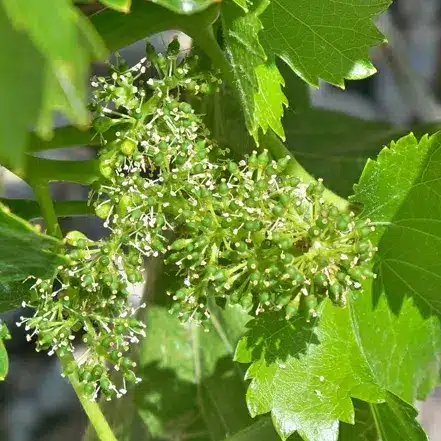 Le mildiou de la vigne