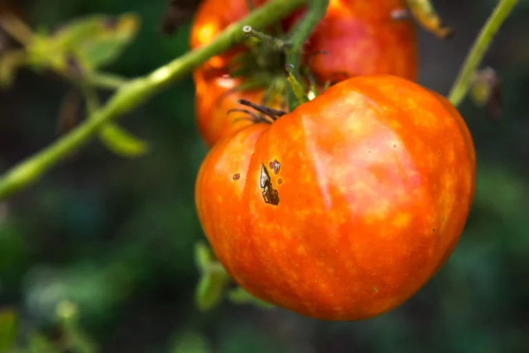 ToBRFV un virus de la tomate