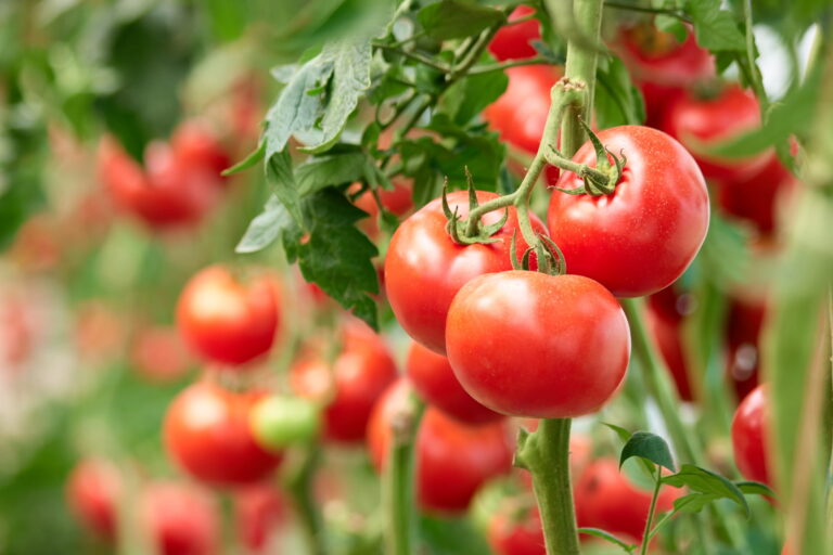 Édition du génome : l’exemple d’une tomate française résistante aux bioagresseurs