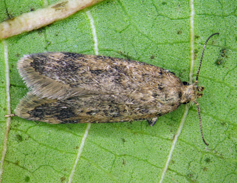 pheromones-kairomones-insectes-lutte-bioagresseurs