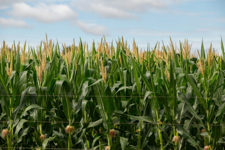 Les biosolutions, un levier supplémentaire pour décarboner l’agriculture ?
