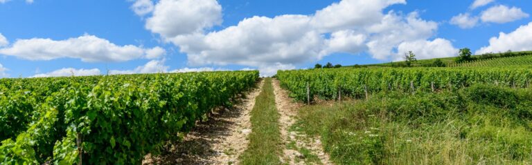 Phyteis Forum Distribution : la souveraineté agricole au cœur des enjeux réglementaires